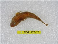 藏品(大吻鰕虎)的圖片